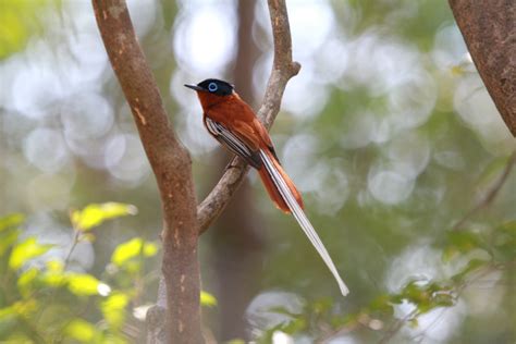 Malagasy Paradise Flycatcher Terpsiphone Mutata Miles To The Wild