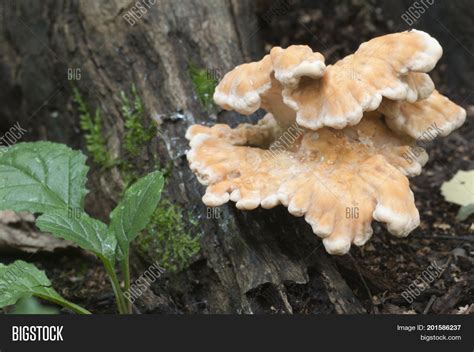 Chicken Woods Image And Photo Free Trial Bigstock