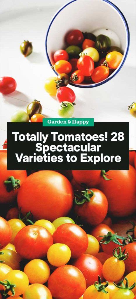 Totally Tomatoes 28 Spectacular Tomato Varieties To Explore Garden