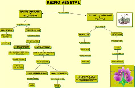 Reproduccion En Vegetales Web Itif Centrobiologia