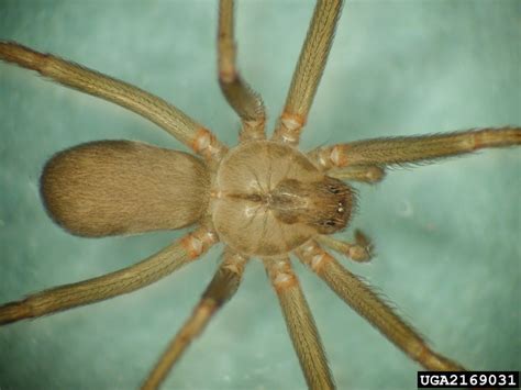 Dont Panic Over Brown Recluse Spiders In Michigan Landscaping