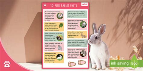 10 Rabbit Fun Facts Information Sheet Twinkl Pets