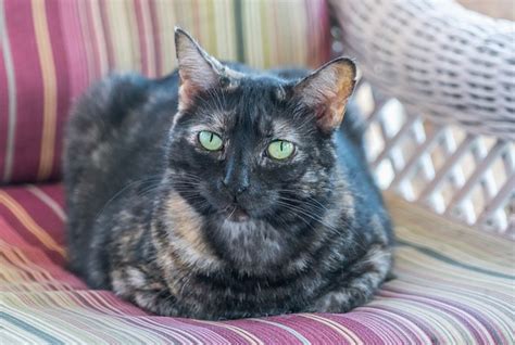 How Long Do Tortoiseshell Cats Live Uk