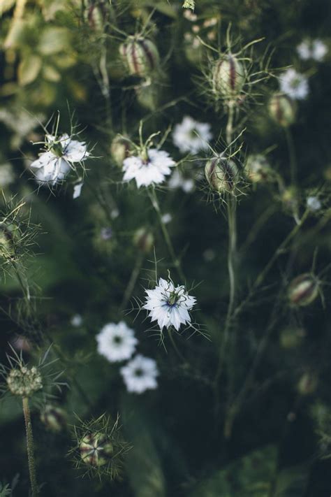 White Love In A Mist Seeds Fall Vegetables To Plant Vegetable Garden