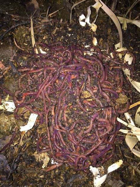 A Bunch Of Worms That Are Laying On The Ground