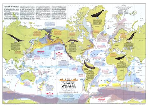 Great Whales Migration And Range 1976 National Geographic Mapworld