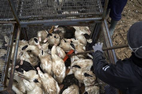 Cest Pire Que Tout La Grippe Aviaire Ravage Les élevages