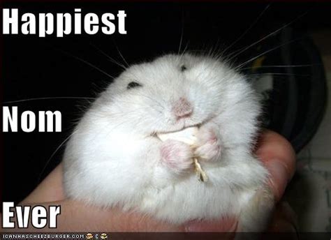 Funny Fat Hamster Funny Animal