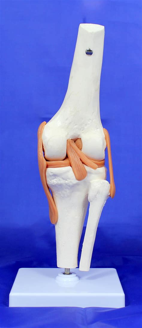 Functional Knee Joint Anatomical Model Physio Needs
