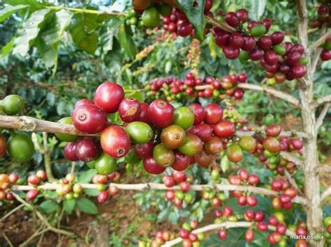 brazil robusta coffee prices forecast  today coffee cocoa futures