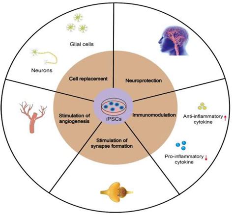 Frontiers Induced Pluripotent Stem Cells For Ischemic Stroke Treatment