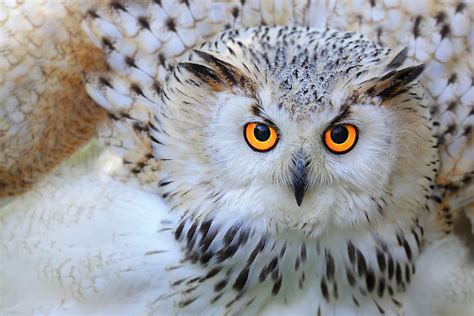 10 Fascinating Facts About Owls Not Many People Know Worldatlas