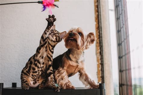 10 Dog Breeds That Get Along Best With Cats Neater Pets