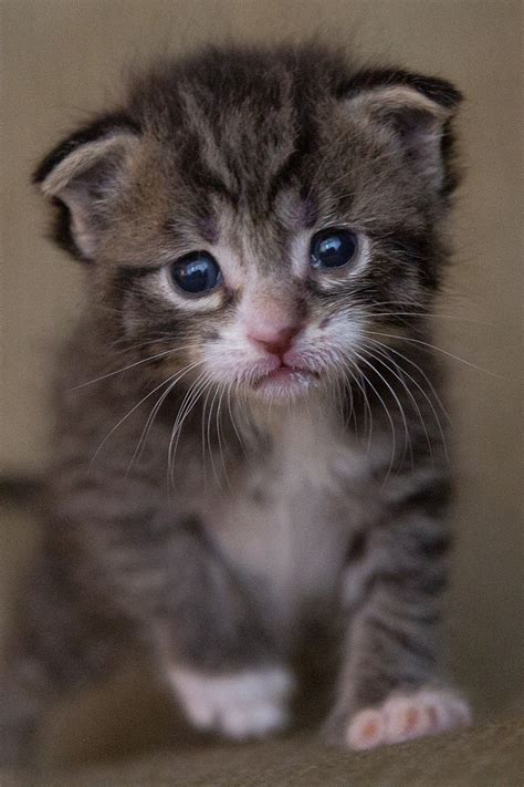 Best 30+ cute cat wallpapers in hd in 2020. 12 Cute Animals To Bring Your Mood Up