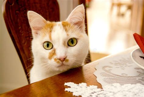 A Cute Kitty Cat At The Dinner Table Looking For Food Stock Image