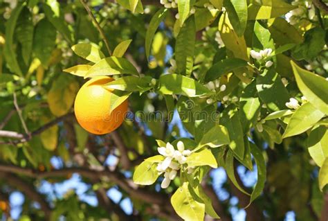 Fresh Orange On The Tree Blooming Spring Nature Stock Photo Image