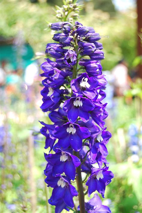 Delphinium Magic Fountain Dark Blue White Bee Magic Fountain Flower