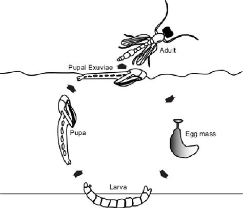 Chironomid Life Cycle There Are Four Life Stages Egg Larva Pupa