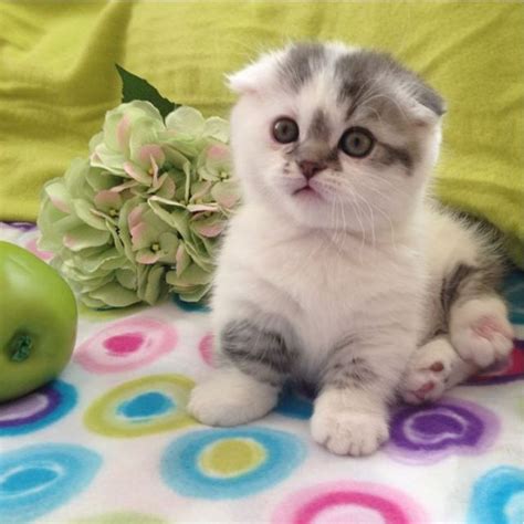 Instagram Scottishfoldmunchkins Cat Scottish Fold Munchkin Kitten