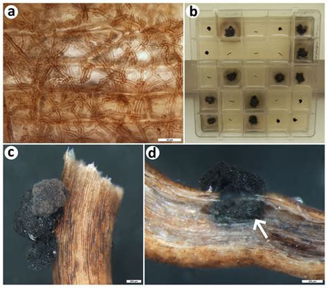 Bg Bioerosion And Fungal Colonization Of The Invasive Foraminiferan