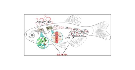 Novel Insight Into The Mechanisms Of Neurotoxicity Induced By 6 6 PFPiA