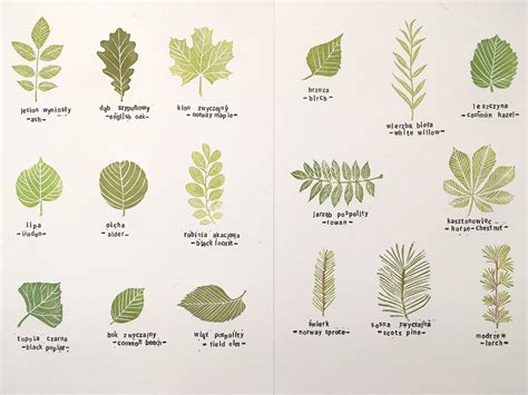 We did not find results for: Common tree leaves stamp set of 17 specimens hand carved stamp