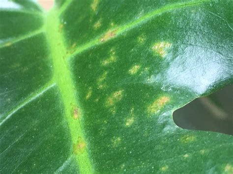 Bottom leaves turning yellow/brown spots. Tan/yellow spots on monstera leaves : plantclinic