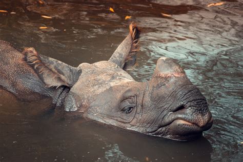 Rhino In Water Free Stock Photo Public Domain Pictures