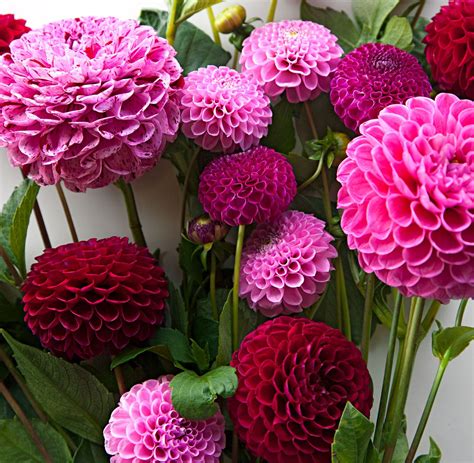Available In Thousands Really Of Variations Dahlias Bloom Well Into