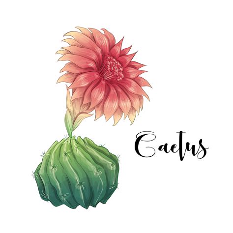 Cactus In Desert Vector And Illustration Hand Drawn Style Isolated On
