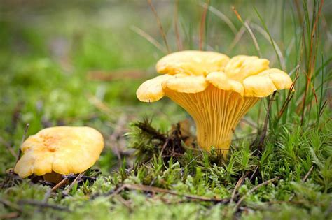 8 Most Common Edible Mushrooms In Ohio Foragingguru
