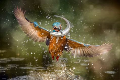 Kingfisher Hd Wallpaper Background Image 1920x1280