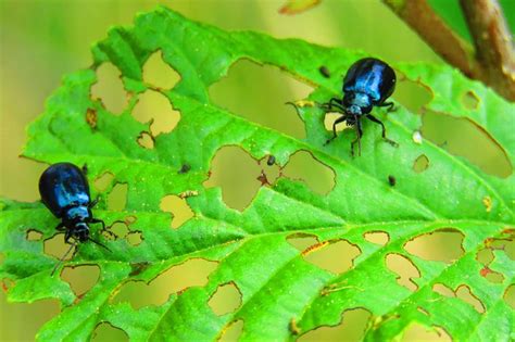 13 Common Garden Pests And How To Treat Them Loveproperty