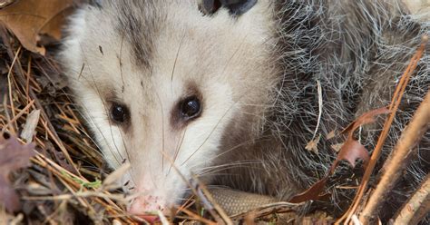 The Opossum Is One Of The Worlds Oldest Mammals