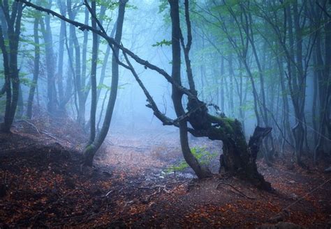 Mysterious Dark Old Forest In Fog Landscape Forest Nature