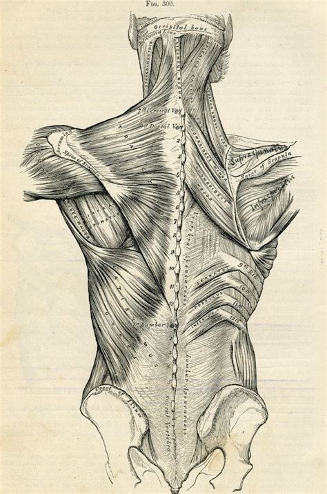 Upper Back Anatomy Drawing Muscler Les Bras Carabiens Le Forum