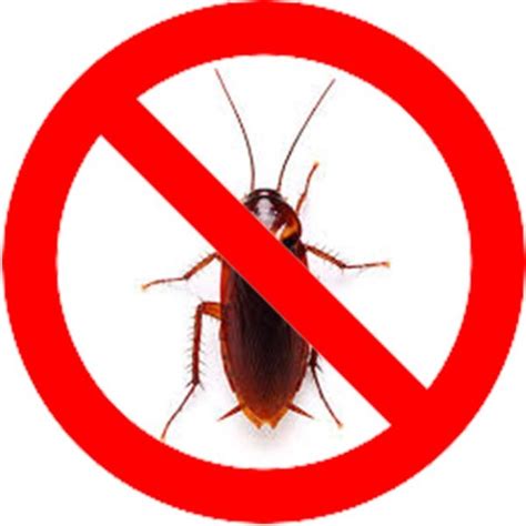 Cockroach Pest Control Cockroach Control Treatment UAE