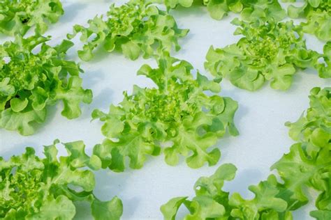Growing Aquaponic Lettuce Read This First The Aquaponics Guide