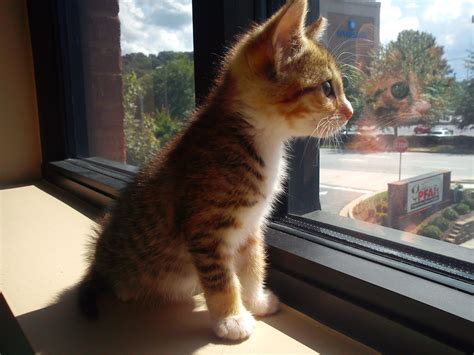 Kitten Enjoying The View Outside Aww