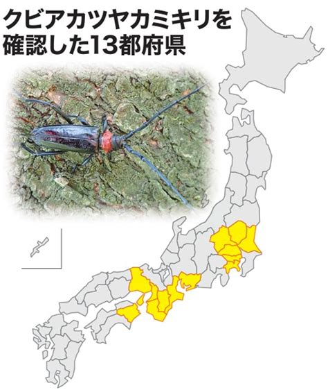 外来カミキリ「クビアカ」発生 13都府県に 放棄園、被害拡大の温床 日本農業新聞