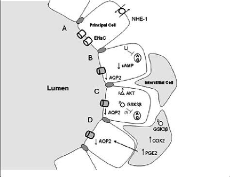 The Collecting Ducts Principal Cells A Principal Cells Are