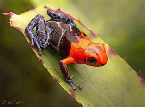 Red Headed Poison Dart Frog Photograph By Dirk Ercken Pixels
