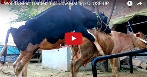 Worlds Most Hardest Bull Cow Mating My News Today