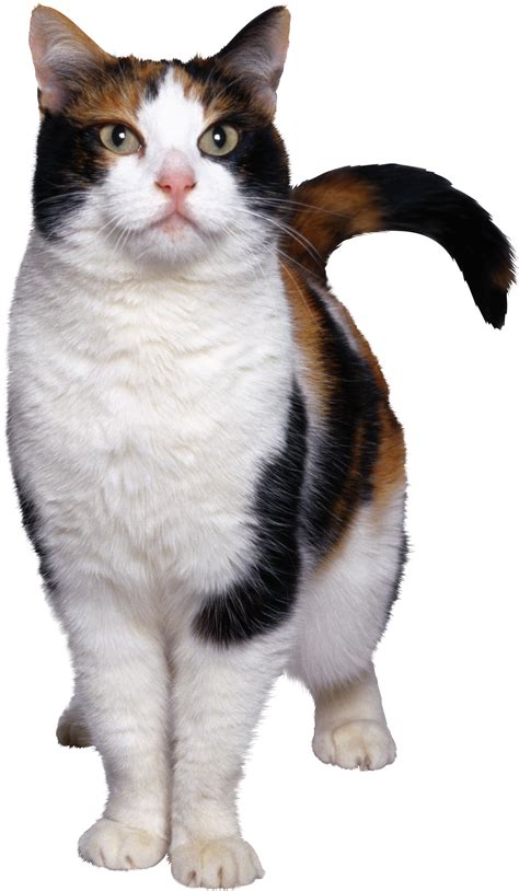 Use them in commercial designs under lifetime, perpetual & worldwide rights. cat png image, free download picture, kitten