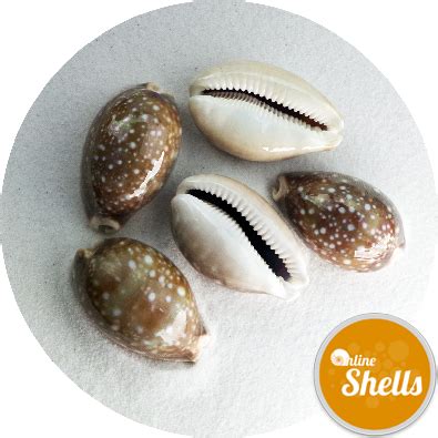 Cowrie Deer Skin 4-6cm - Online Shells - Buy Sea Shells - OnlineShells png image