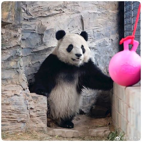 Giant Panda Pang Da Hai 大熊猫 胖大海 At Beijing Zoo Panda Panda Bear