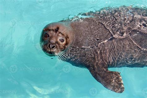 Harbor Seal 728583 Stock Photo At Vecteezy