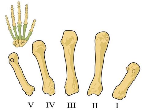 Ossos Da Mão Função Nomes E Localização Anatomia Toda Matéria