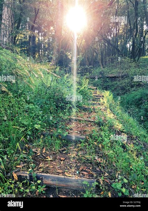 Sunbeams Through Trees In A Wooded Area Stock Photo Alamy