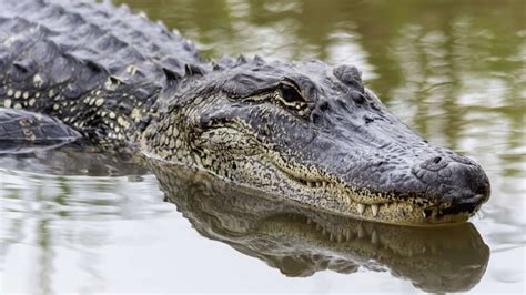 The Longest Life Expectancy When Do Alligators Eat